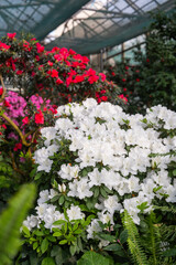 Azalea flowers blooming bushes in the greenhouse