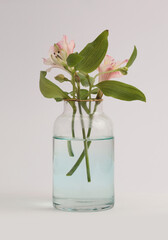 Pink Alstroemerieae (Alstroemeria) lily flower in bottle vase with light shadow on gray neutral background.