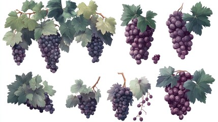 Grapes Illustration Set on White (2)