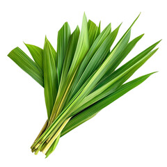 Fototapeta premium Fresh Pandan Leaves Bundle isolated on transparent background