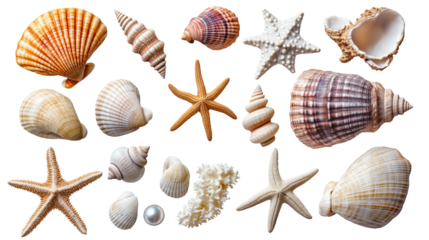 Seashell collection with pearls, starfish, and small corals, ocean treasures, isolated on white background, PNG format 