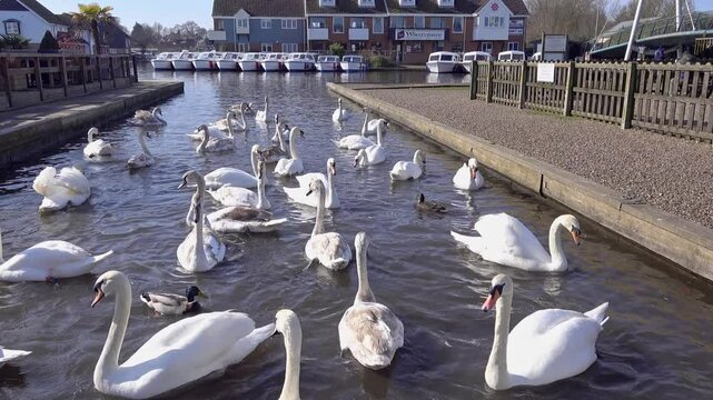 Swans in a feeding frenzy on the River Bure in the village of Wroxham, Norfolk Broads