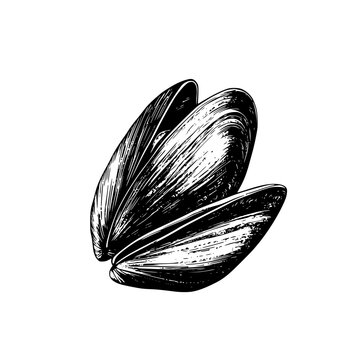 Engraved vector illustration of open mussel shell on a white background with intricate detailing