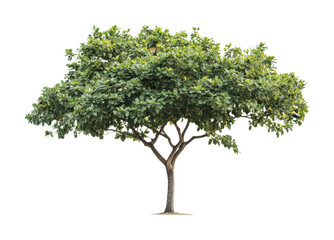 Lush green tree standing tall in a serene setting for nature decoration inspiration and soulful design ideas, cut out