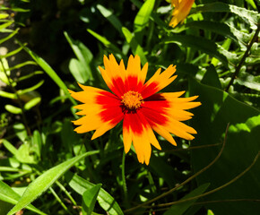 Coreopsis grandiflora 'Solar Jewel'