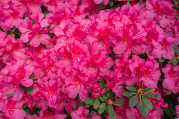Vibrant blooming Azalea Flowers in a Greenhouse