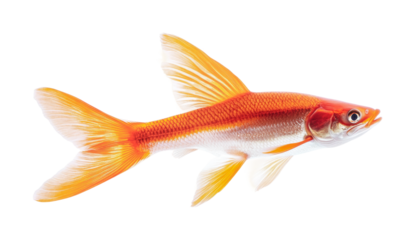 Vibrant goldfish swimming gracefully in clear water for aquatic pet enthusiasts and aquarium decor inspiration, cut out
