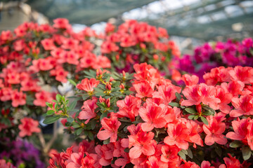 Vibrant blooming Azalea Flowers in a Greenhouse