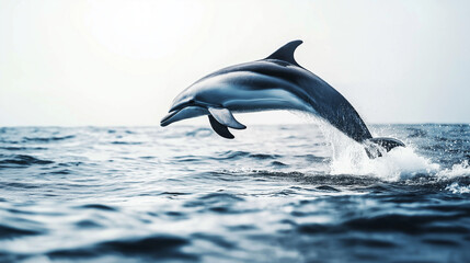 Fototapeta premium Curious dolphin leaping out of water, joyful summer scene, isolated on white background, PNG format