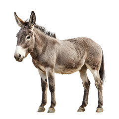 Obraz premium Donkey isolated on transparent background, PNG