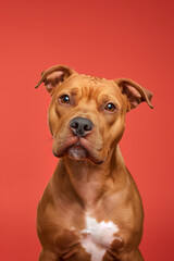 American Staffordshire Terrier dog on minimalistic colorful background with Copy Space. Perfect for banners, veterinary ads, pet food promotions, and minimalist designs.
