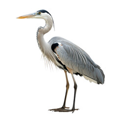 Obraz premium Heron isolated on transparent background, PNG