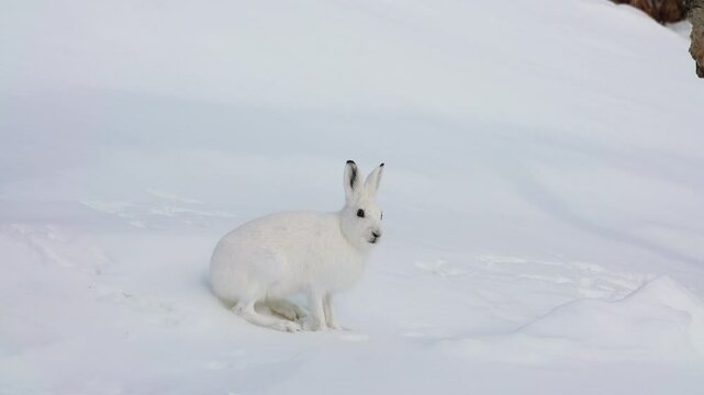 Close up of a hare in winter