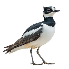 Obraz premium Lapwing isolated on transparent background, PNG
