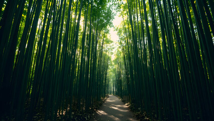 a pathway through a dense bamboo forest, the sunlight filtering through the tall bamboo stalks
