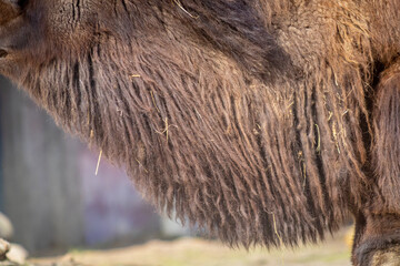 Close up of texture of camel fur