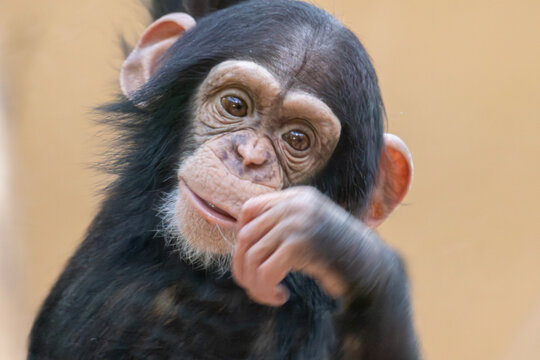 Closeup of baby chimpanzee's face - Powered by Adobe