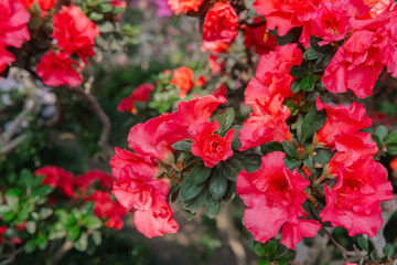 Vibrant  Azalea Flowers in a Greenhouse