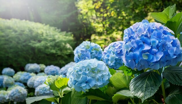 flower garden - blue balloon flowers and green hydrangea in summer