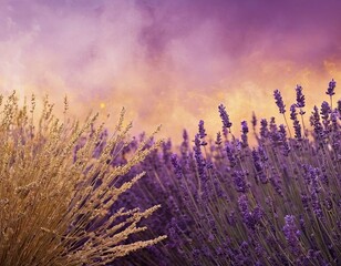 Stunning lavender field at sunset, showcasing vibrant purple blooms amidst warm golden hues.