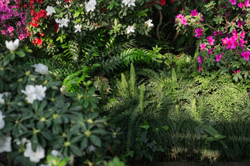 Vibrant  Azalea Flowers in a Greenhouse