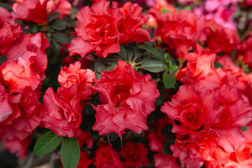 Vibrant  Azalea Flowers in a Greenhouse