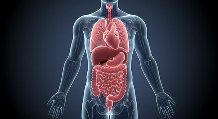 Human Body Anatomy Diagram Showing Internal Organs for Medical Study