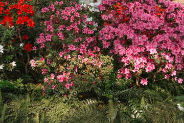 Vibrant  Azalea Flowers in a Greenhouse