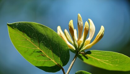 Goat-leaf Honeysuckle (Lonicera caprifolium) with flower buds, closeup