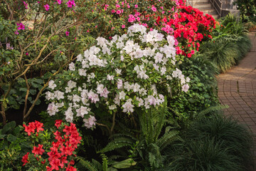 Vibrant  Bushes if Azalea Flowers in a Greenhouse