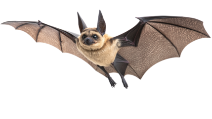 Pallid bat flying with spread wings on transparent background