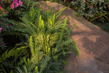 Close-up of Green Fern Leaves