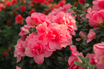 Azalea Flowers Blooming  in a Greenhouse