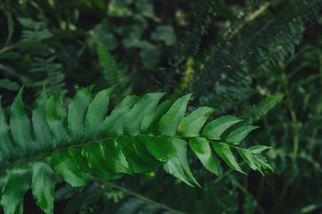 Title: Close-up of Green Fern Leaves