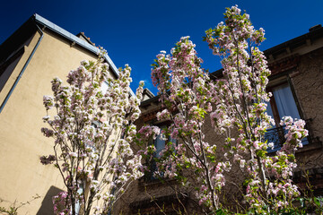 Spring in Paris. Blossom and architecture. High resolution photo.