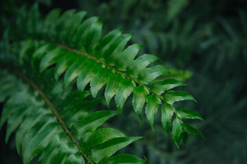 Close-up of Green Fern Leaves