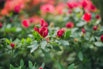 Azalea Flowers in a Greenhouse.
