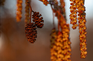 autumn leaves on a tree