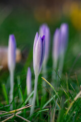 spring crocus flowers