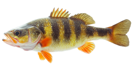 Yellow perch fish swimming with transparent background