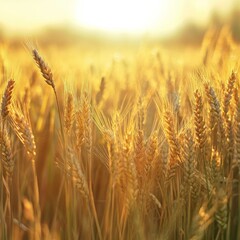 Fototapeta premium Golden Wheat Field at Sunset: A Serene Landscape of Ripe Crops Bathed in Warm Sunlight