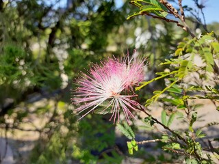 Blooming pink Calliandra on a sunny day.