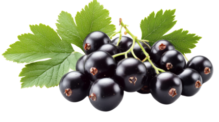 Fresh black currant berries with green leaves on transparent background