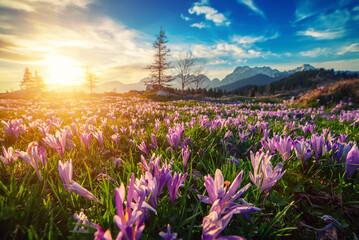 Spring crocus flowers in the green grass, Velika Planina, Kamnic, Slovenia, Easter sunny landscape
