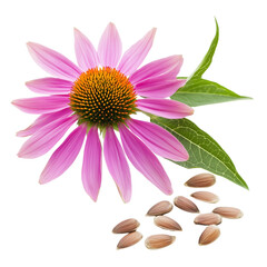 Echinacea flower with seeds