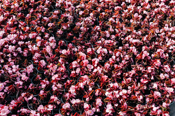 A dense field of flowering plants with pink and red flowers in pots. The bright hues contrast with the green foliage, creating a colorful and vibrant composition under natural light.