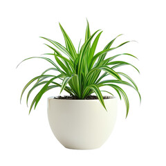 Charming Spider Plant isolated on transparent background, PNG