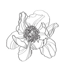 Peony vector illustration. Black and white floral vector illustration of a peony