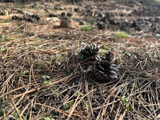 Pine cone lies on dry pine needles in the forest. A pine cone lies on a fluffy moss in the forest. Copy space. Spring sunny day, bright forest floor. Nature, close-up. Text.