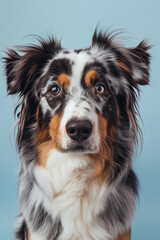 Fototapeta premium Australian Shepherd dog on minimalistic colorful background with Copy Space. Perfect for banners, veterinary ads, pet food promotions, and minimalist designs.